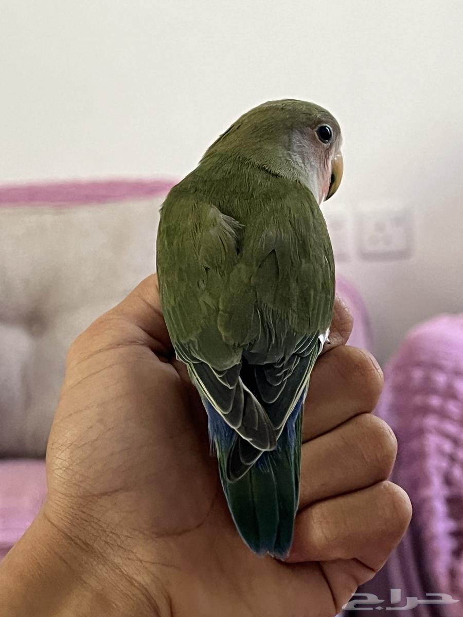 روز الييف64213379971458110