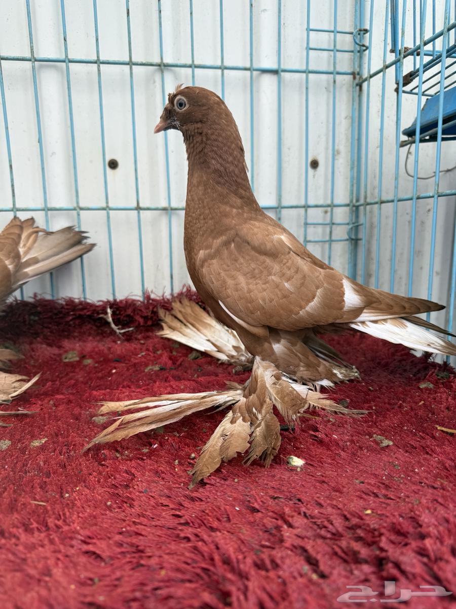 طبه تركي سوري تم البيع64215889569410112