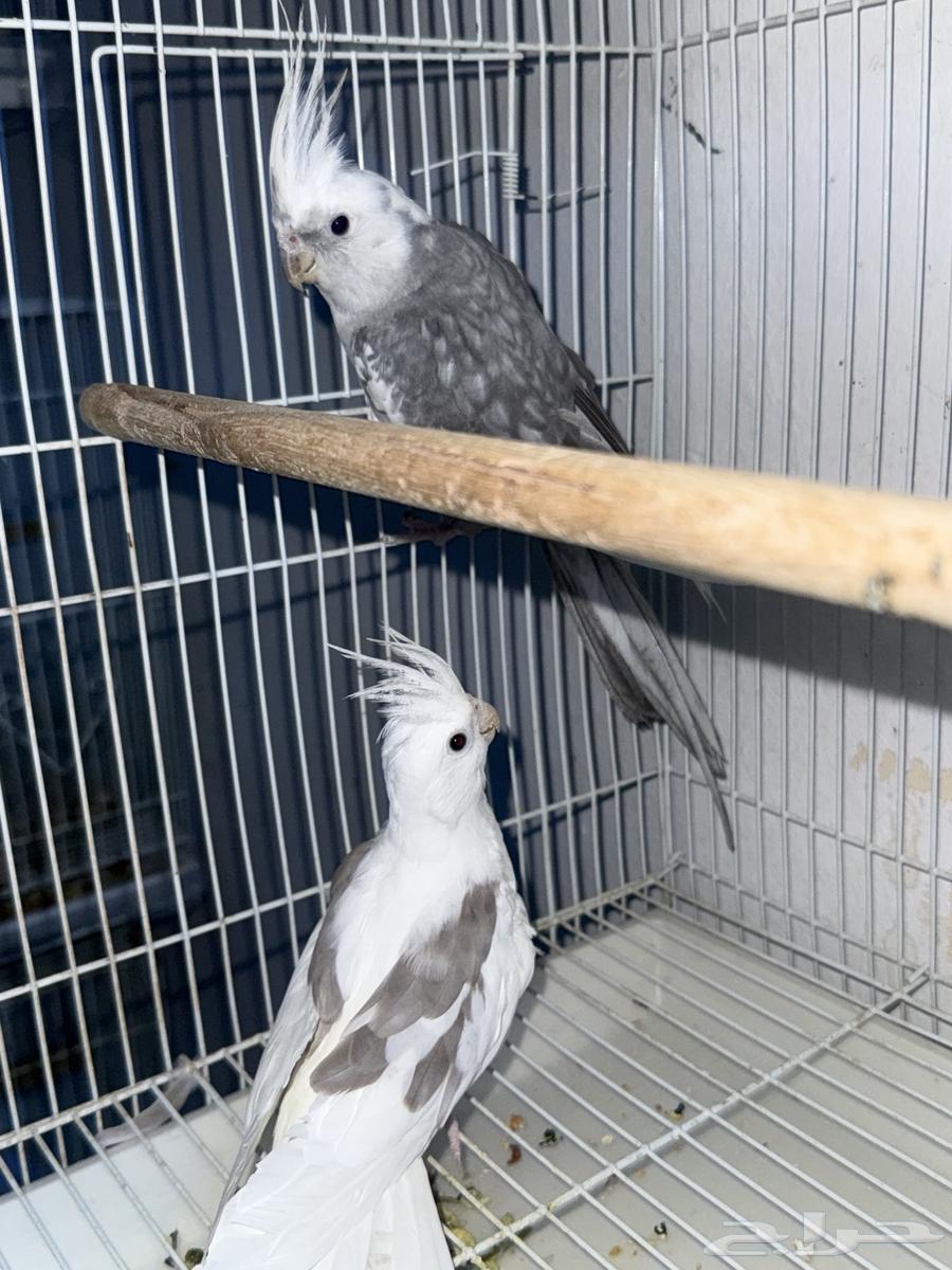 زوج كروان هافي بايد منتج64214726556161110