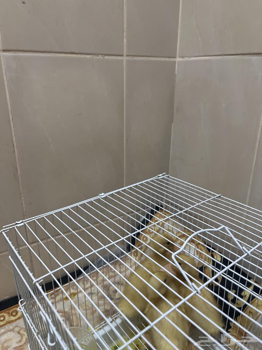 Three new ducklings, inseparable, walking together, Mashallah64219014673409113