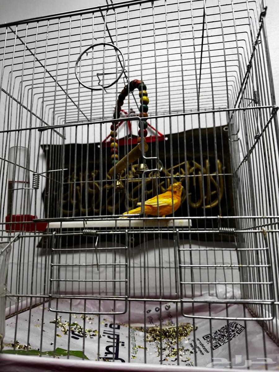 كناري للبيع64225774305155110