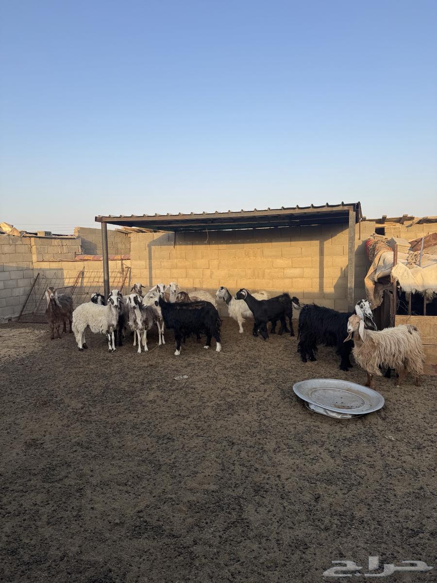 غنم للبيع جمله مستعجل لايجي الى الصامل64229479377026113