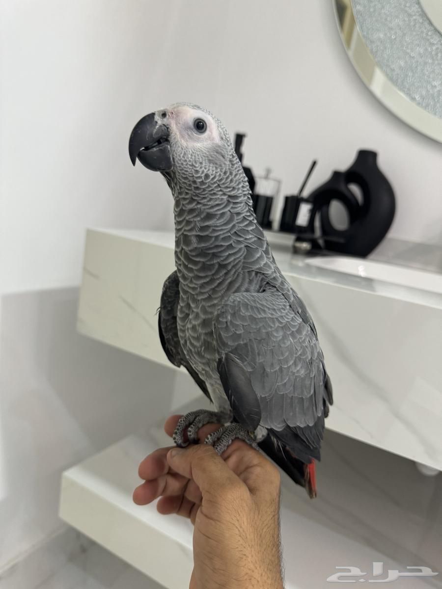 Afrokh Cassowary64212345559938113