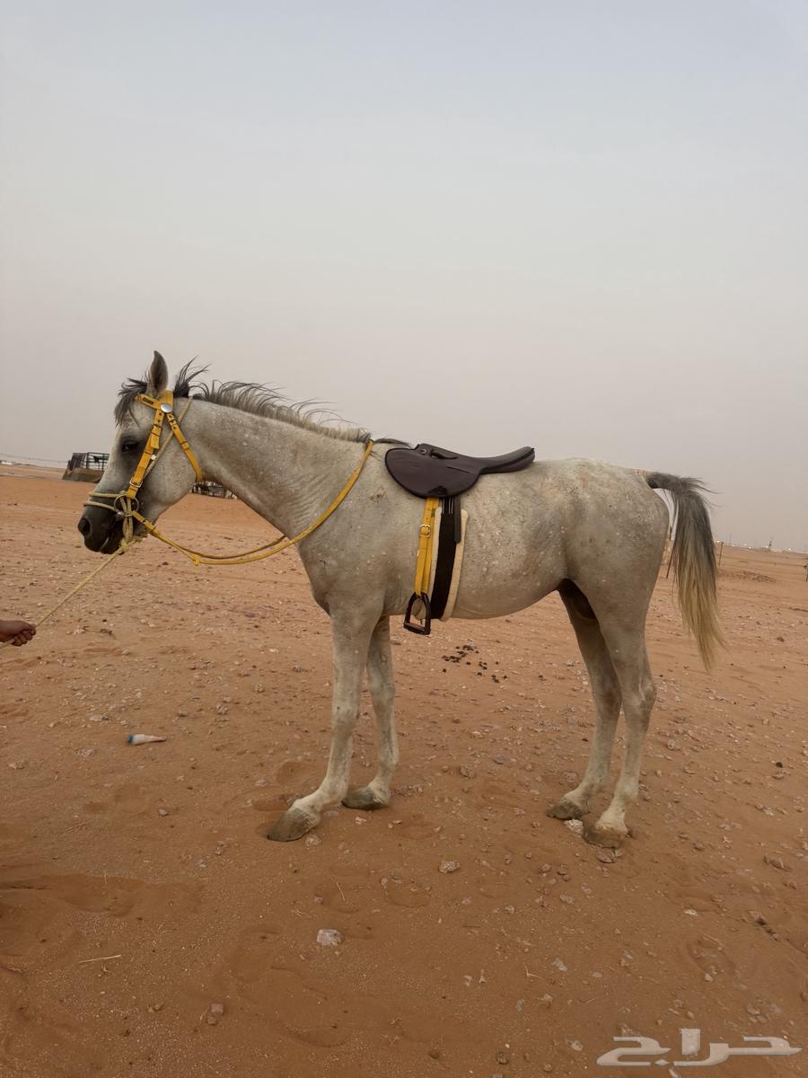 Hadi Aseef's horse, I've had it for a year along with the saddle and bridle64227178608001110