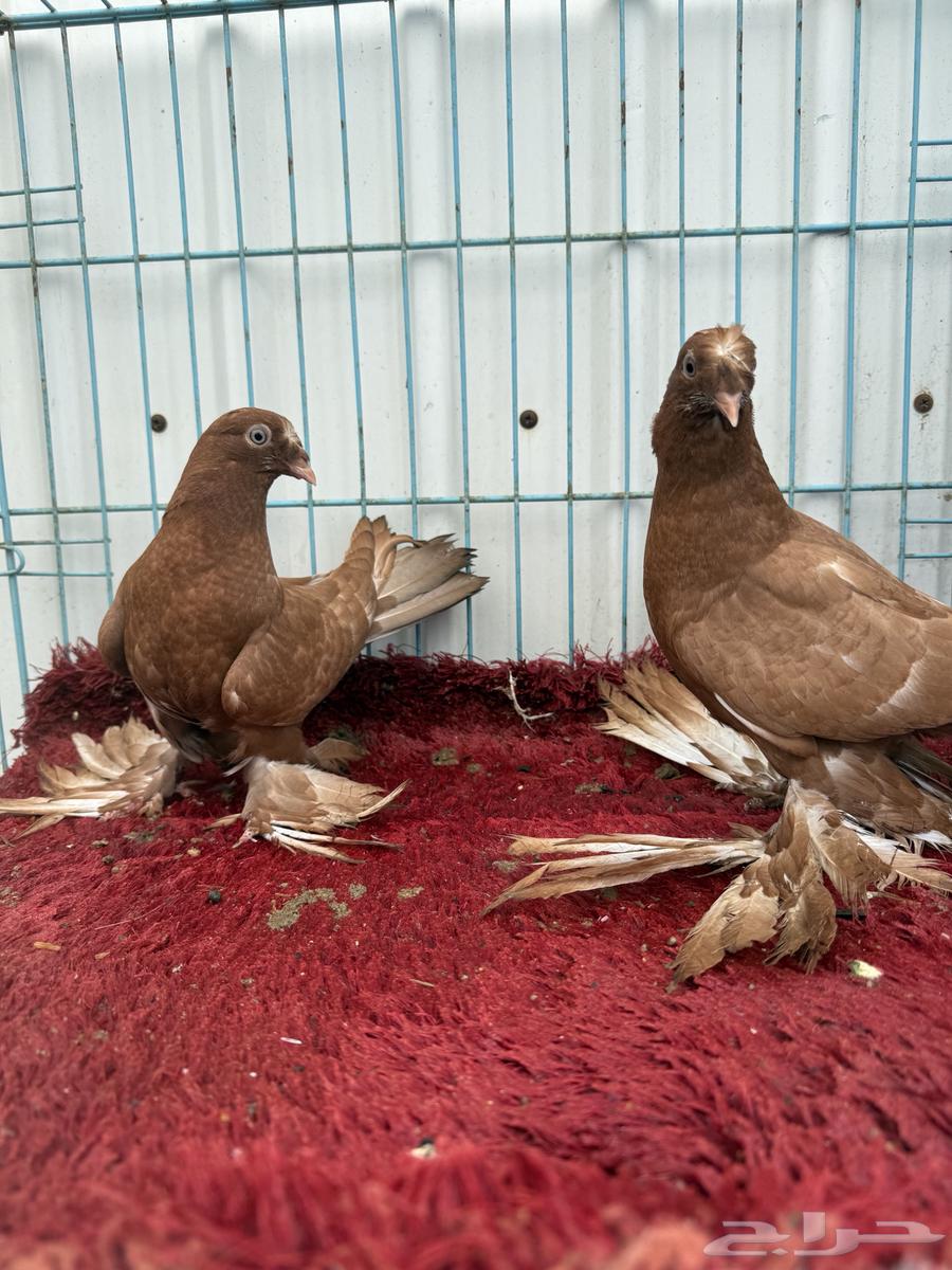 طبه تركي سوري تم البيع64215889569410113