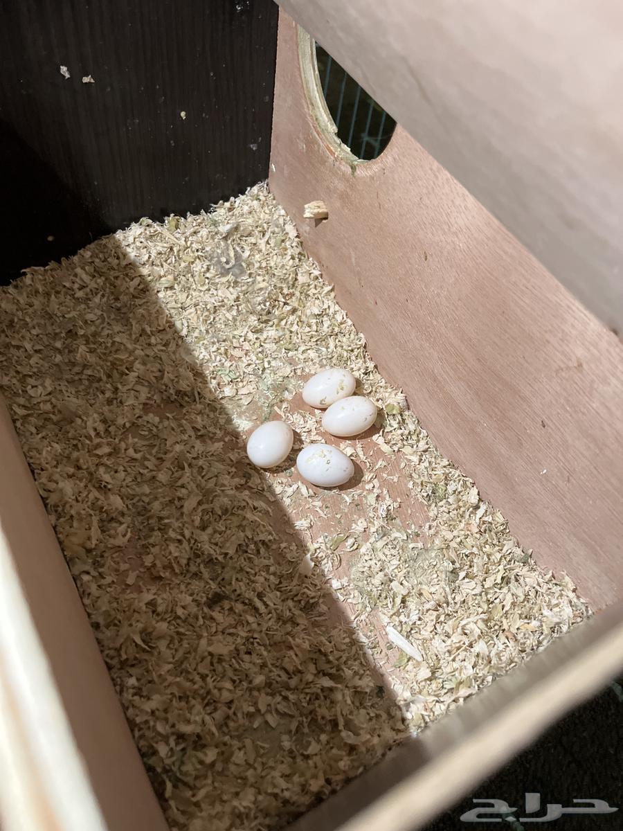 جوز كروان منتج السعر 450 قابل للتفاوض اخر حد 40064229935214211112