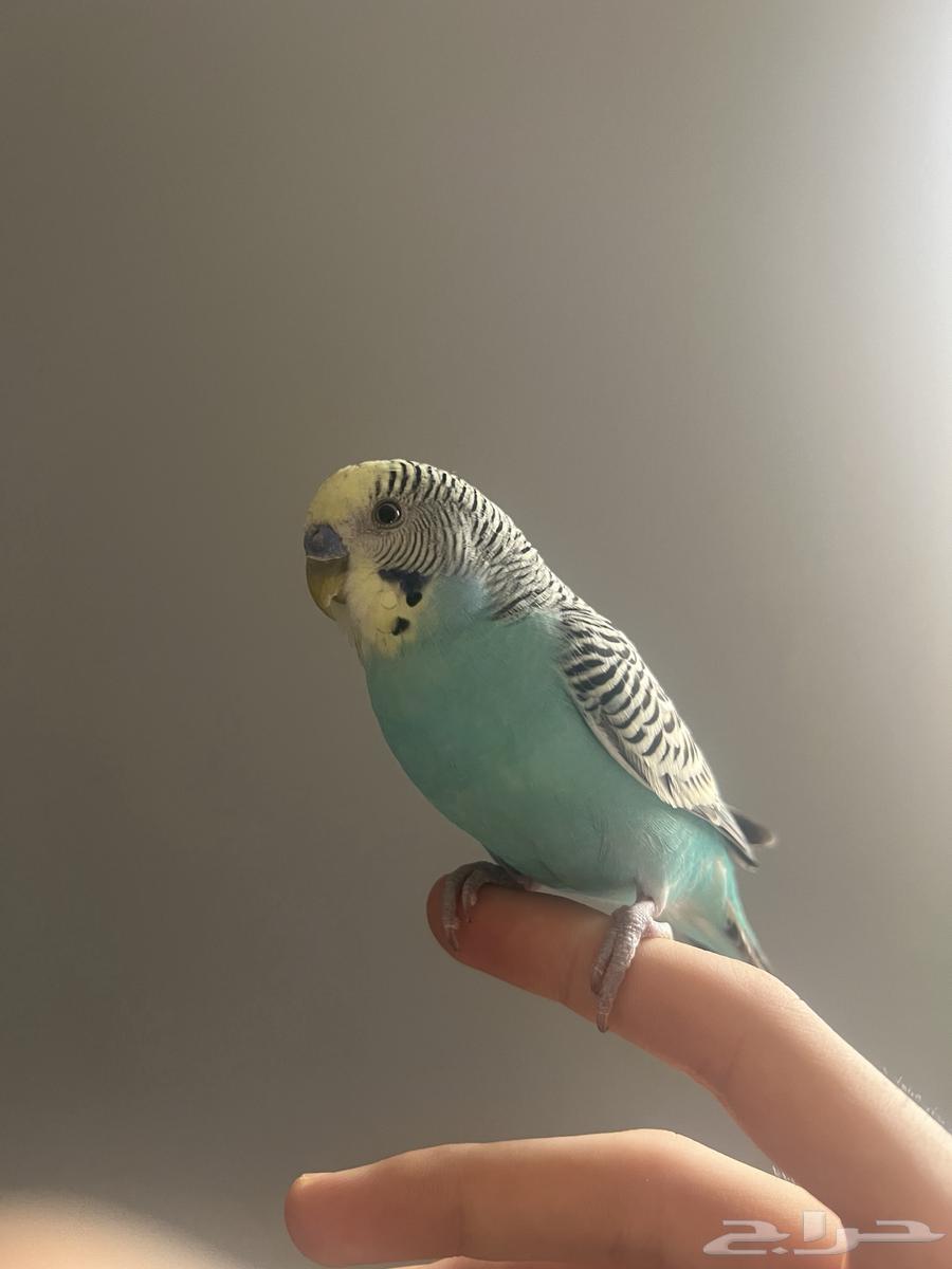 للبيع طيور الحب اثنين64218398915203110