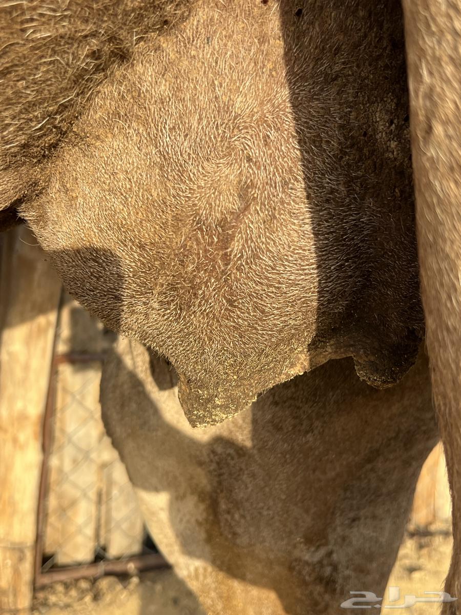 A fine she-camel for 6200, no bargaining64210450466307114