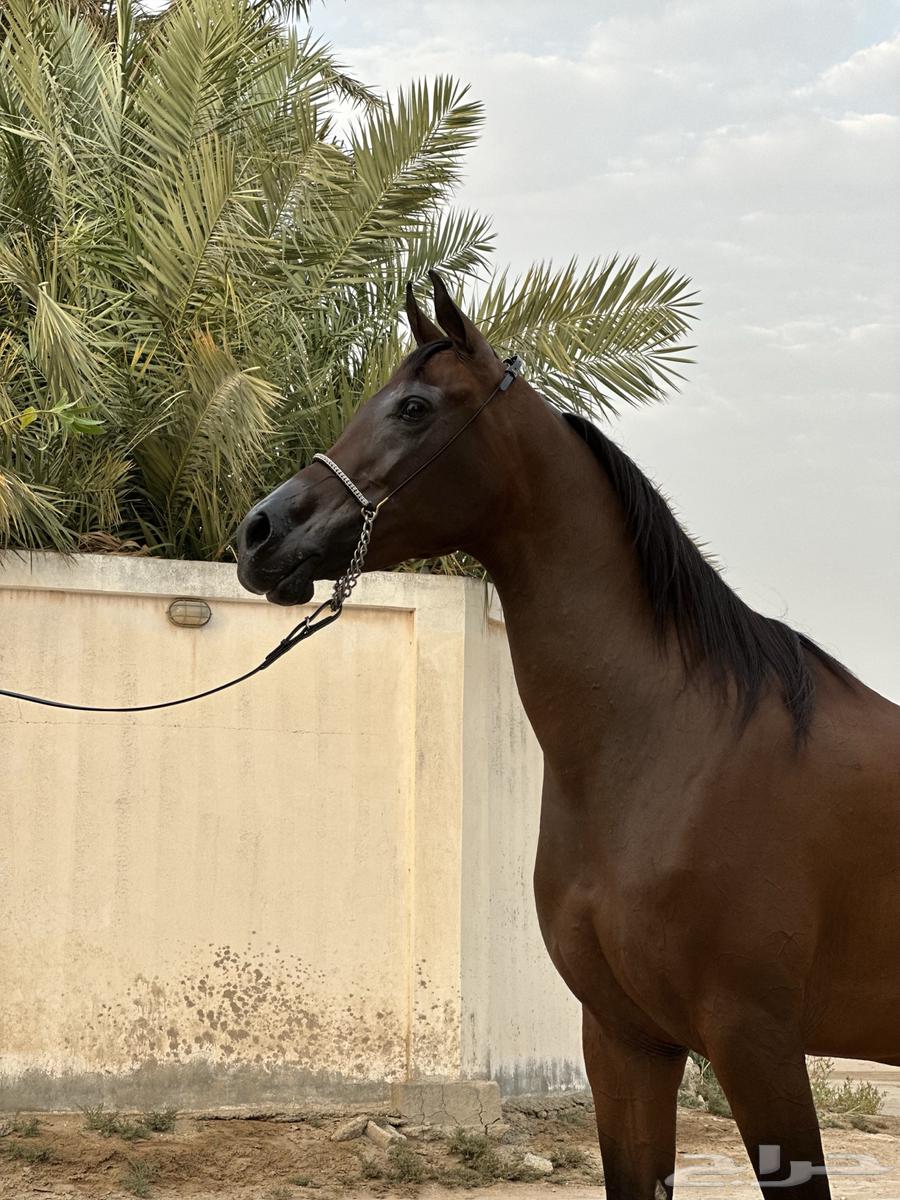 فرس مصريه بيور64215173520514112