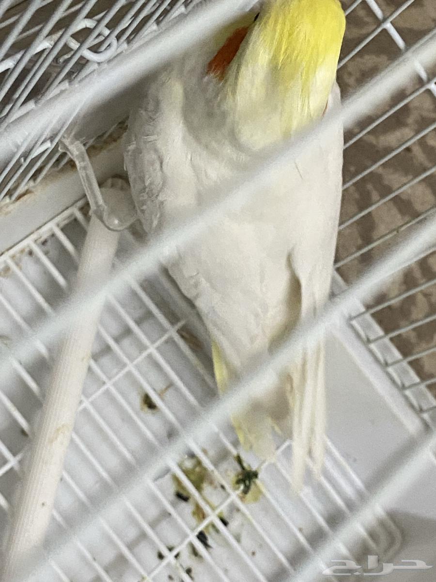 كروان لاتينو64218217697283111