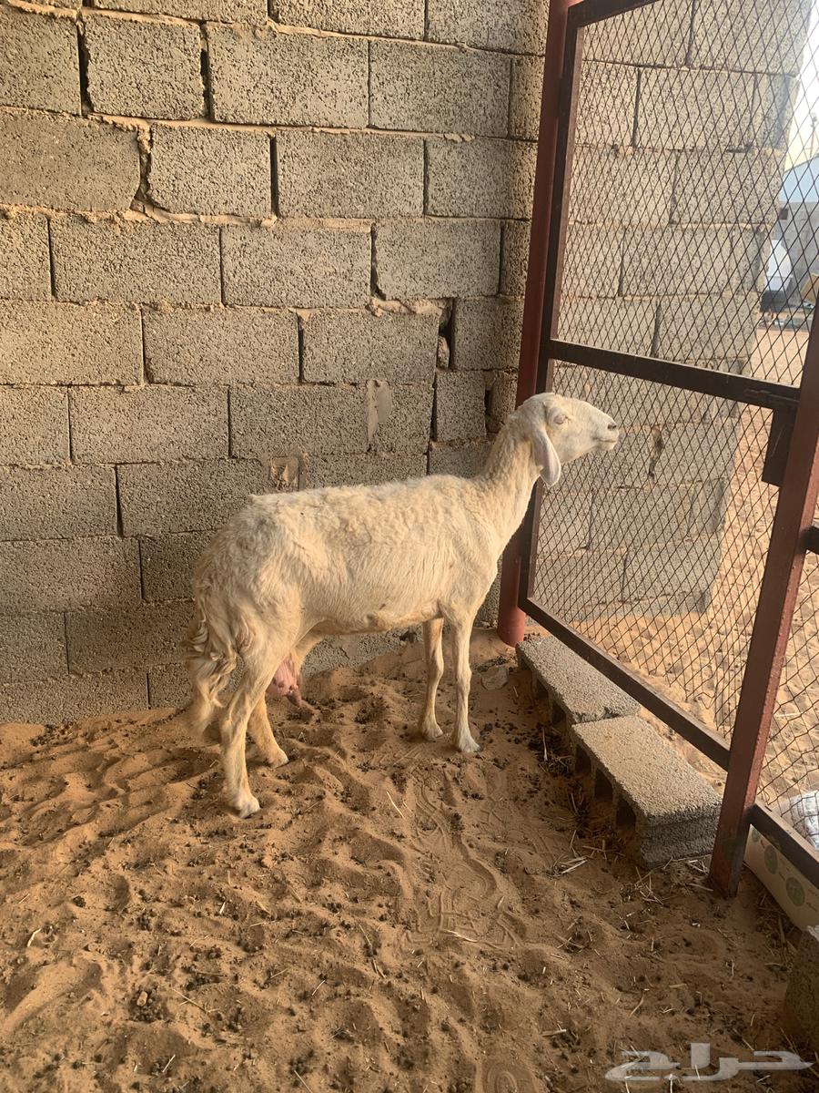 للبيع شاه حري تامة شبب64224108637827112