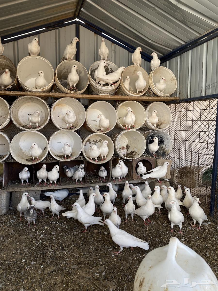 للبيع حمام فرنسي شرط64215388018178112