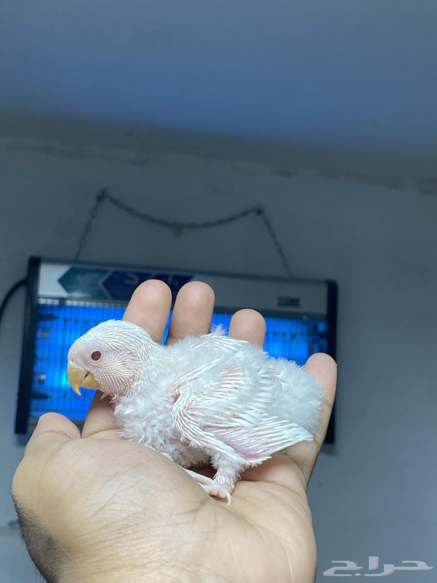 فروخ روز البينو64222320025473111