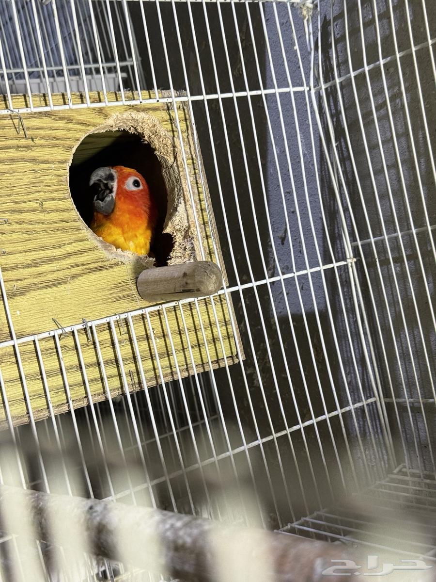 ذكر صن كنيور ( منتج )64215640710402113