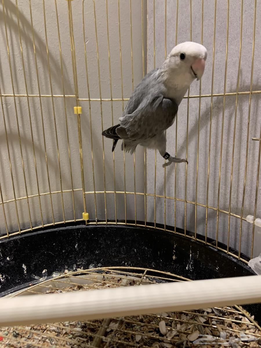 ذكر روز جاهز للبيع64220458456451111