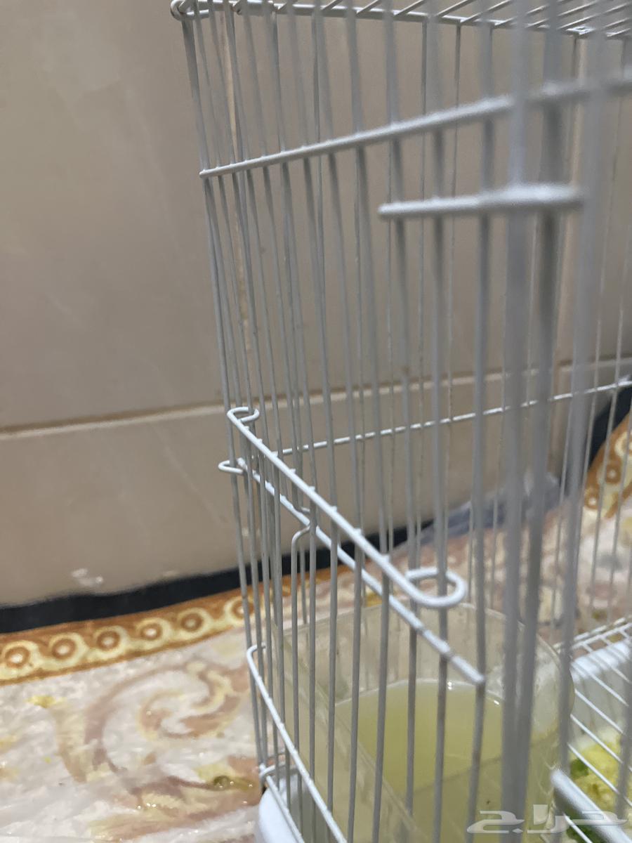 Three new ducklings, inseparable, walking together, Mashallah64219014673409112