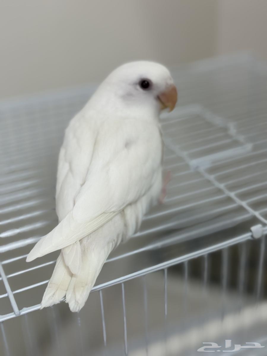 فرخ روز بينو عيون حمر64221081890306112