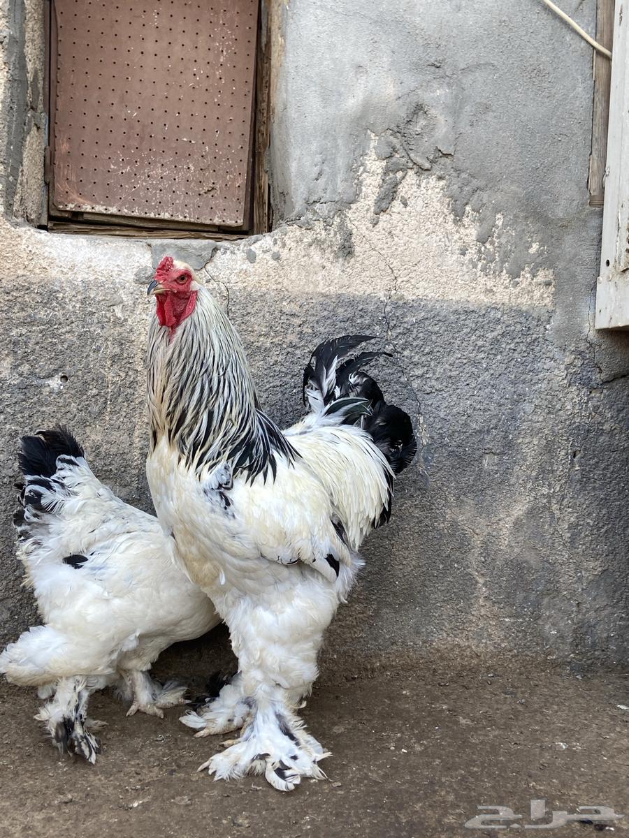 دجاج براهما كونك خوارج64224992050947114