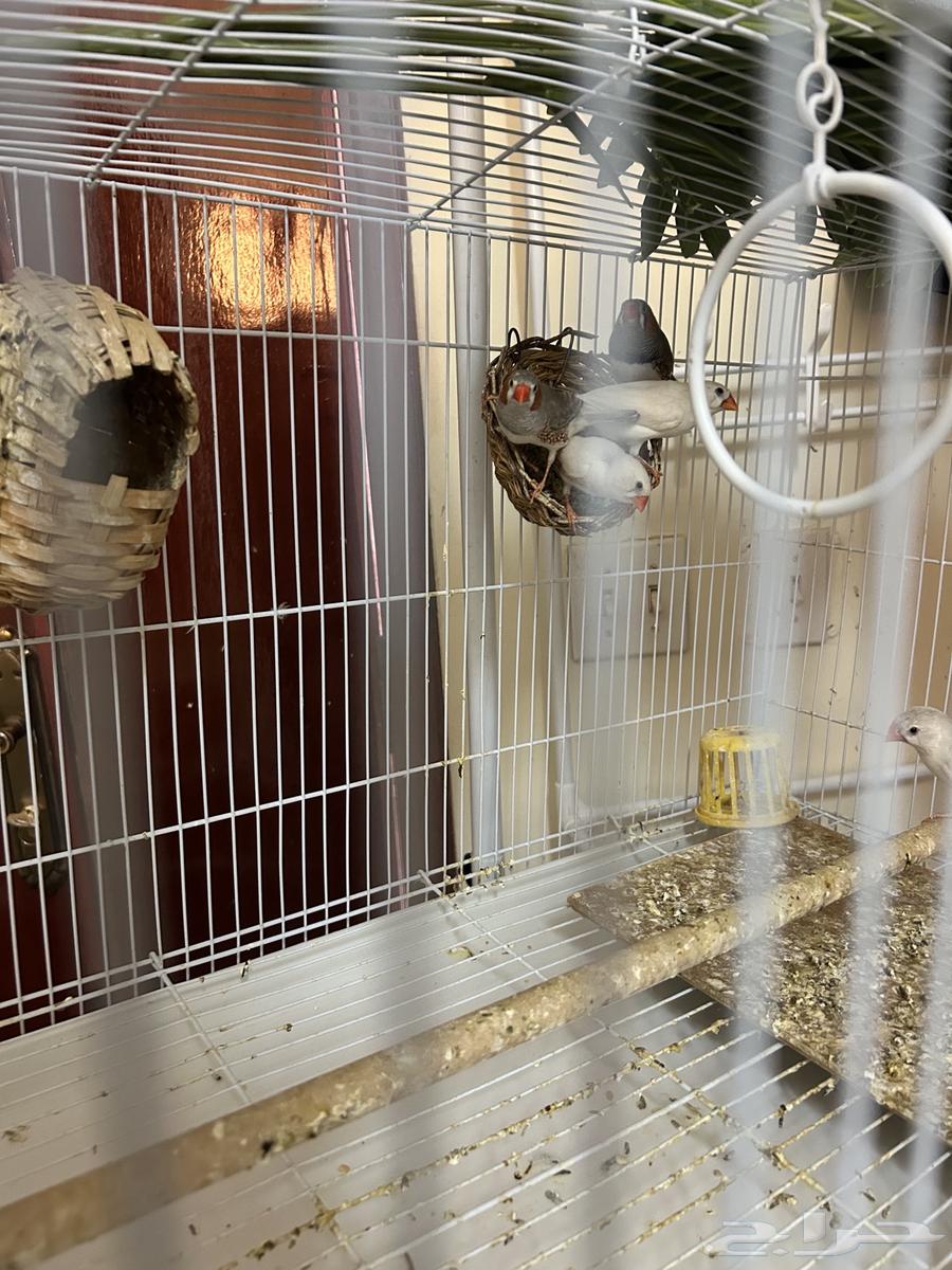 طيور حب بادجي   طيور زيبرا فينش للبيع64218203281666110