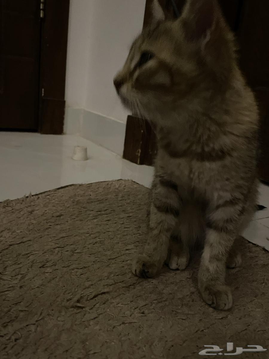 بسه اليفه جدا ولعوبة خاليه من الأمراض تحتاج احد يتبناها64225556834818112