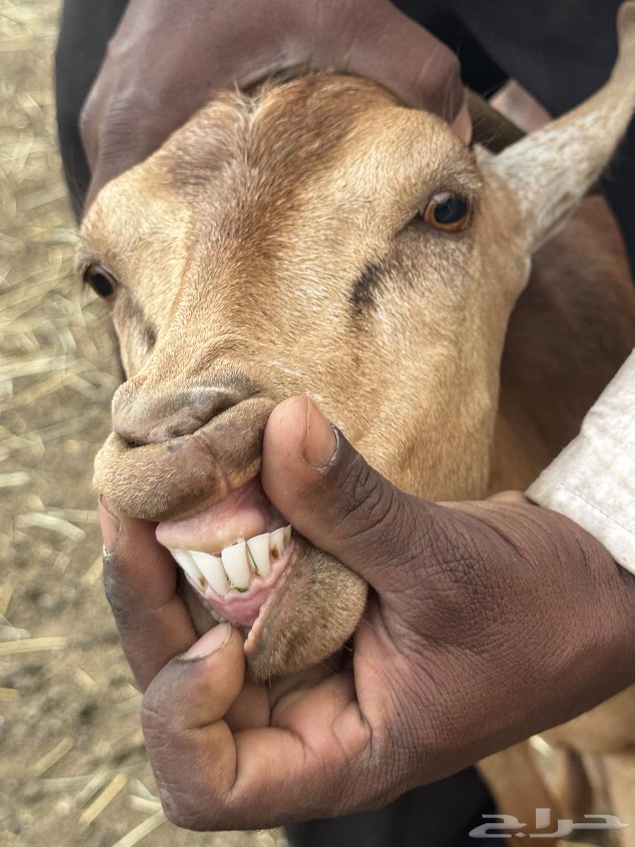 عنز يتبعها تيس64229794491521111