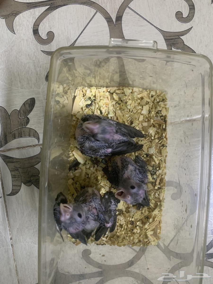 فروخ كروان هولندي تم البيع64221081826946113