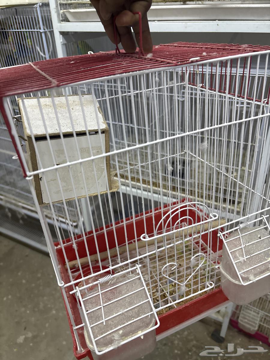 اجواز بادجي جاهزه64226773219586112