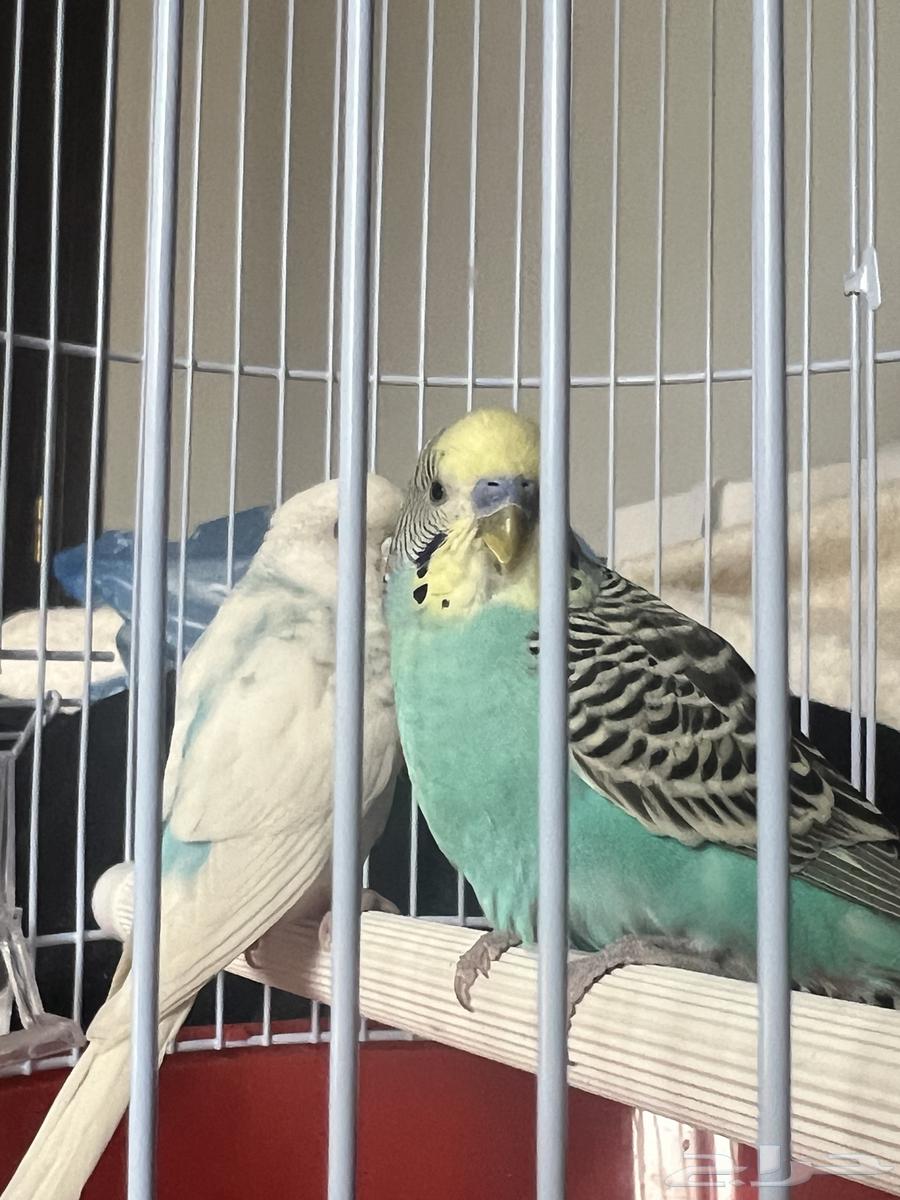 للبيع طيور الحب اثنين64218398915203112