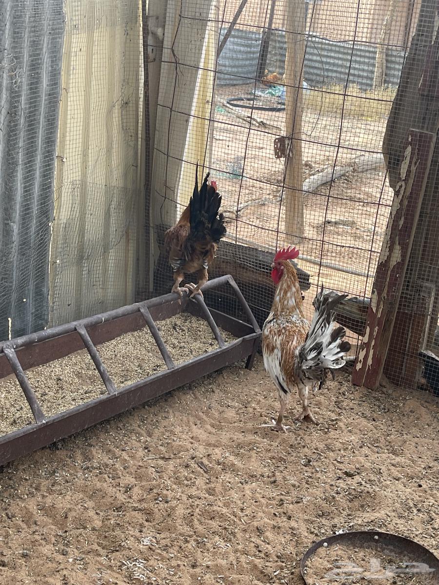 ديكه للبيع64221486154497112