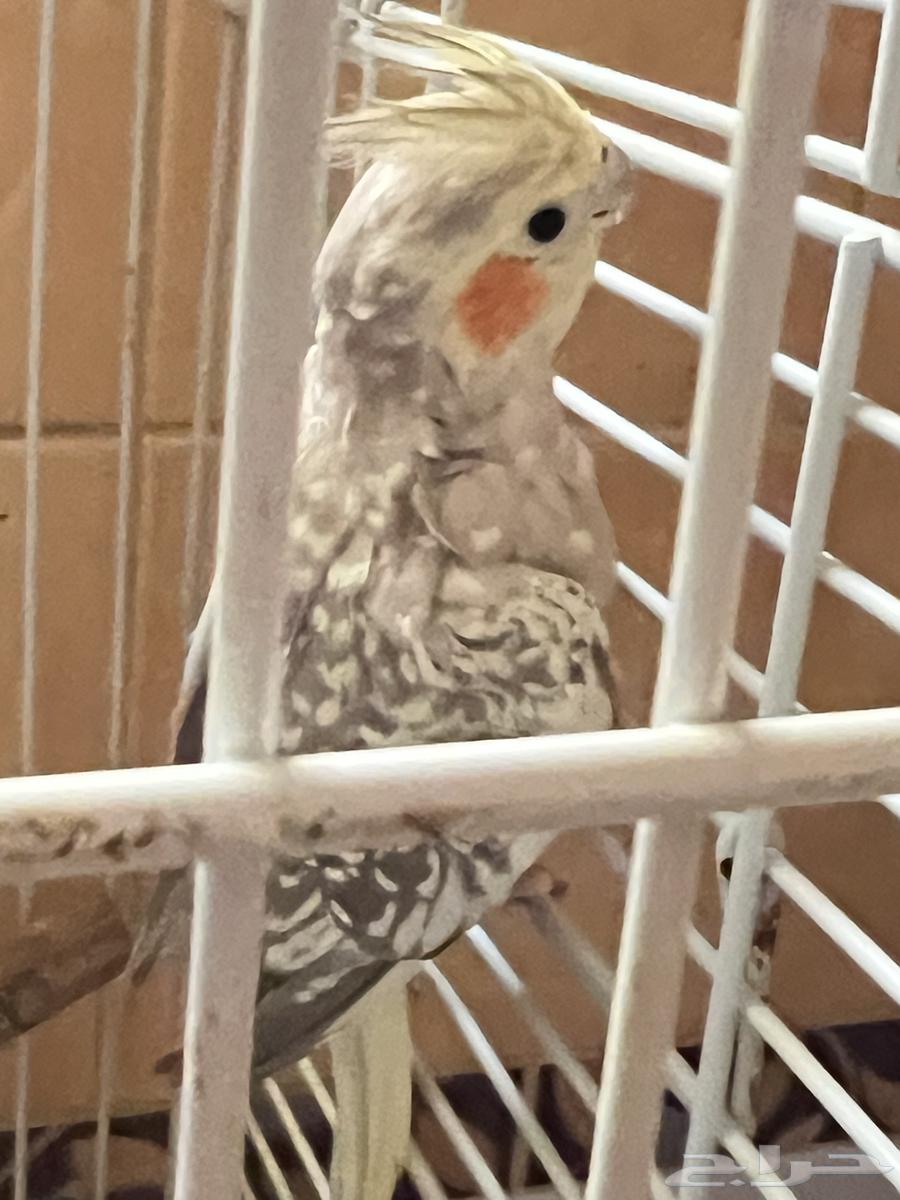 زوج كروان للبيع64216837388419112