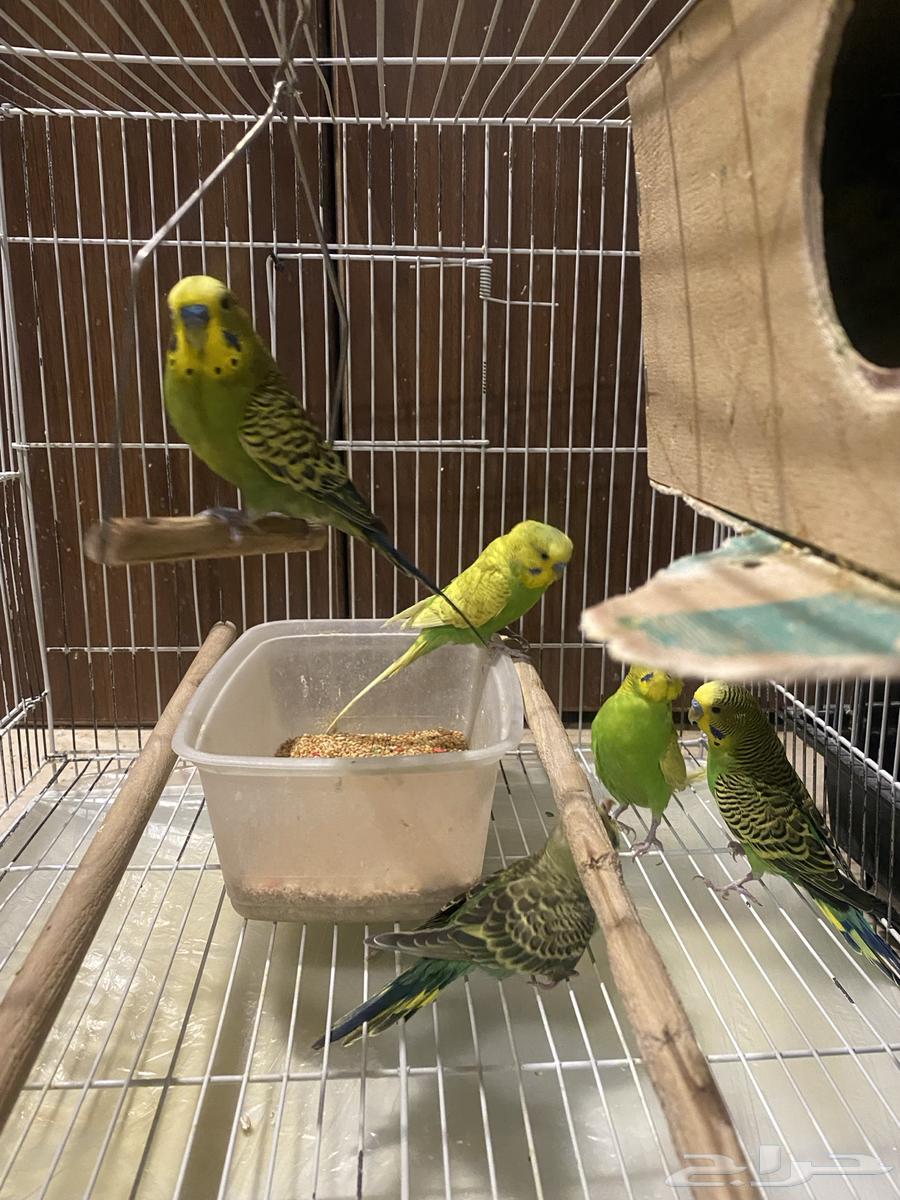 طيور بادجي للبيع64218617899393114