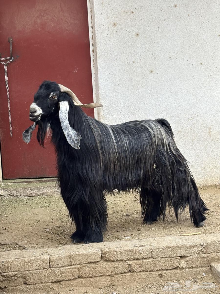 تيس فحل عارضي( تم البيع)64221486247297110