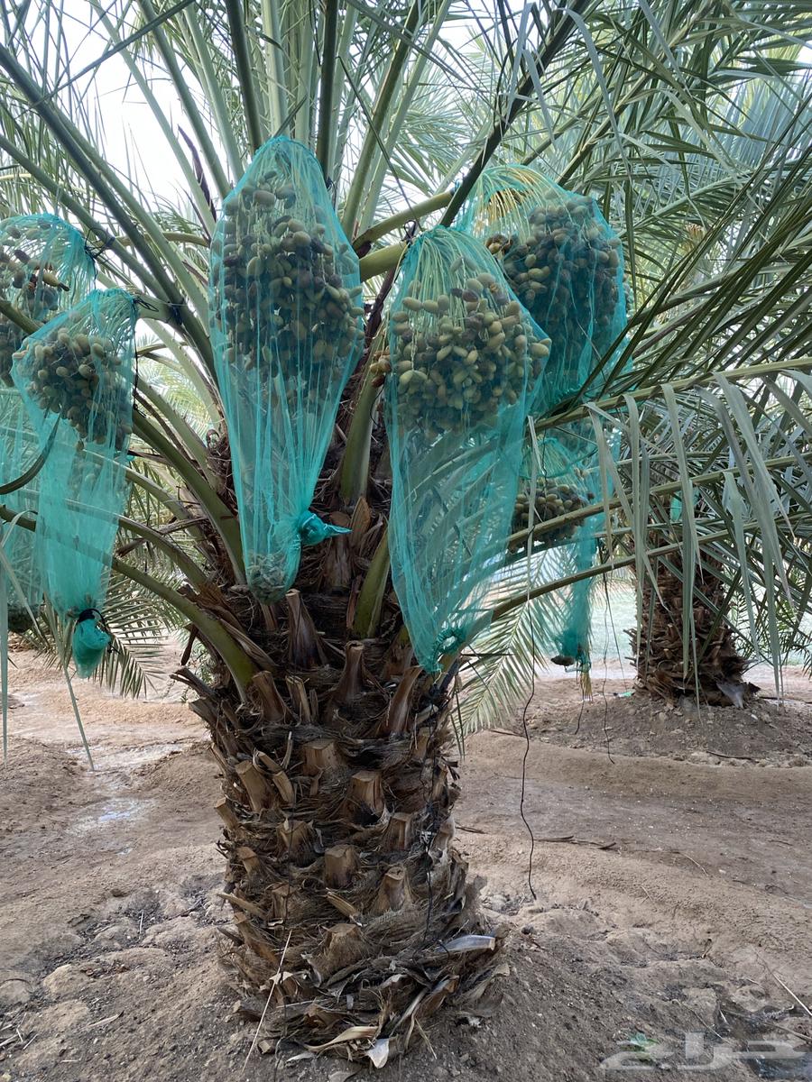 تمر صقعي في النخل للبيع64217972843649110