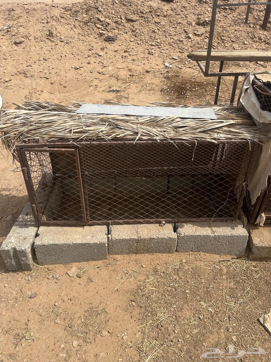 شبوك للبيع العدد 2 موقع الوادي64226186838529112