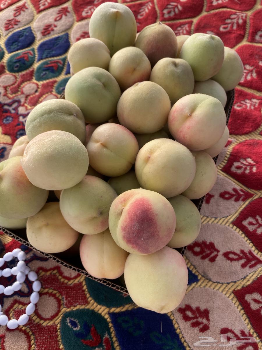 خوخ الطايف64212559052931110