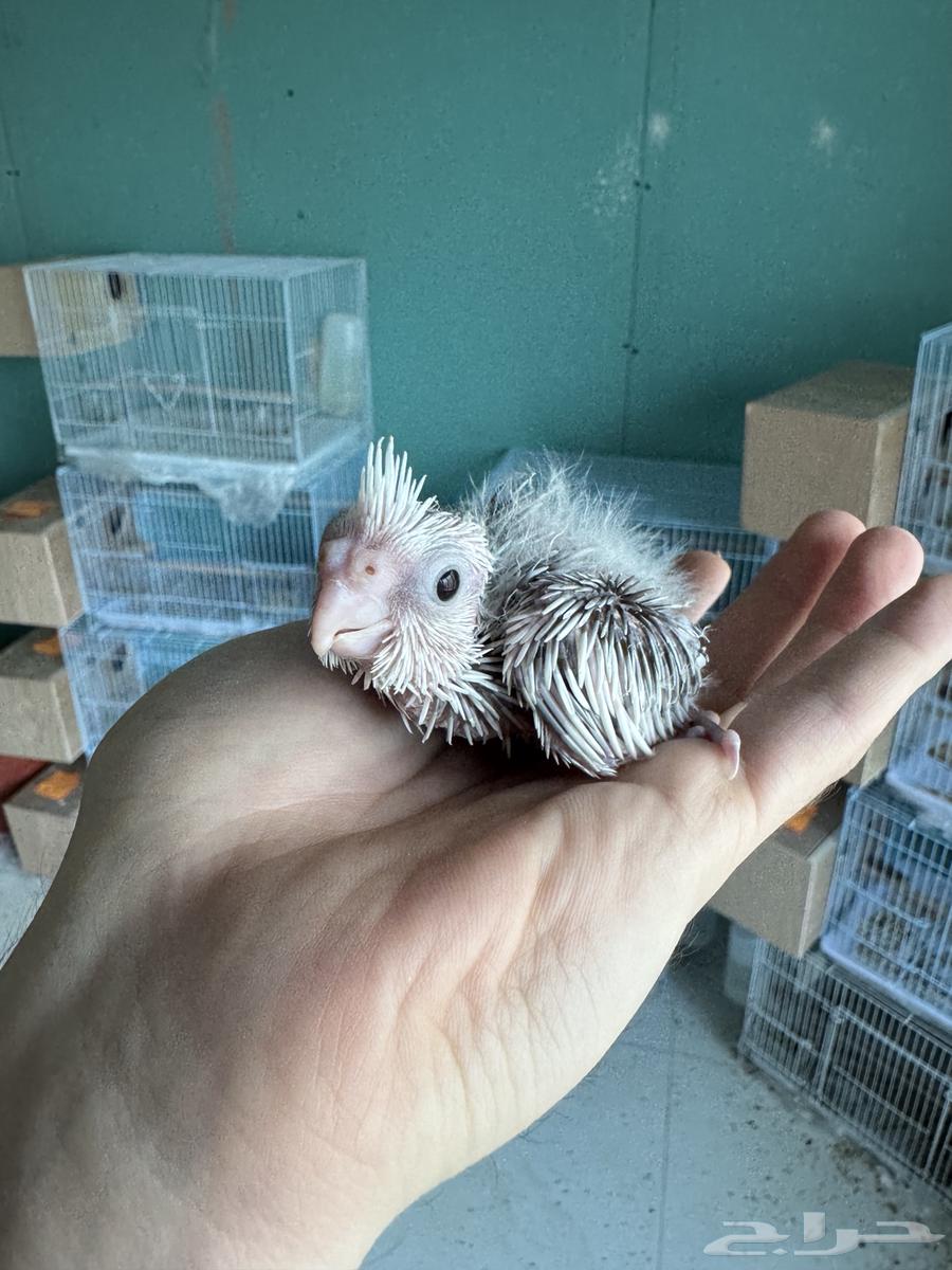 تم البيع64212977073537110