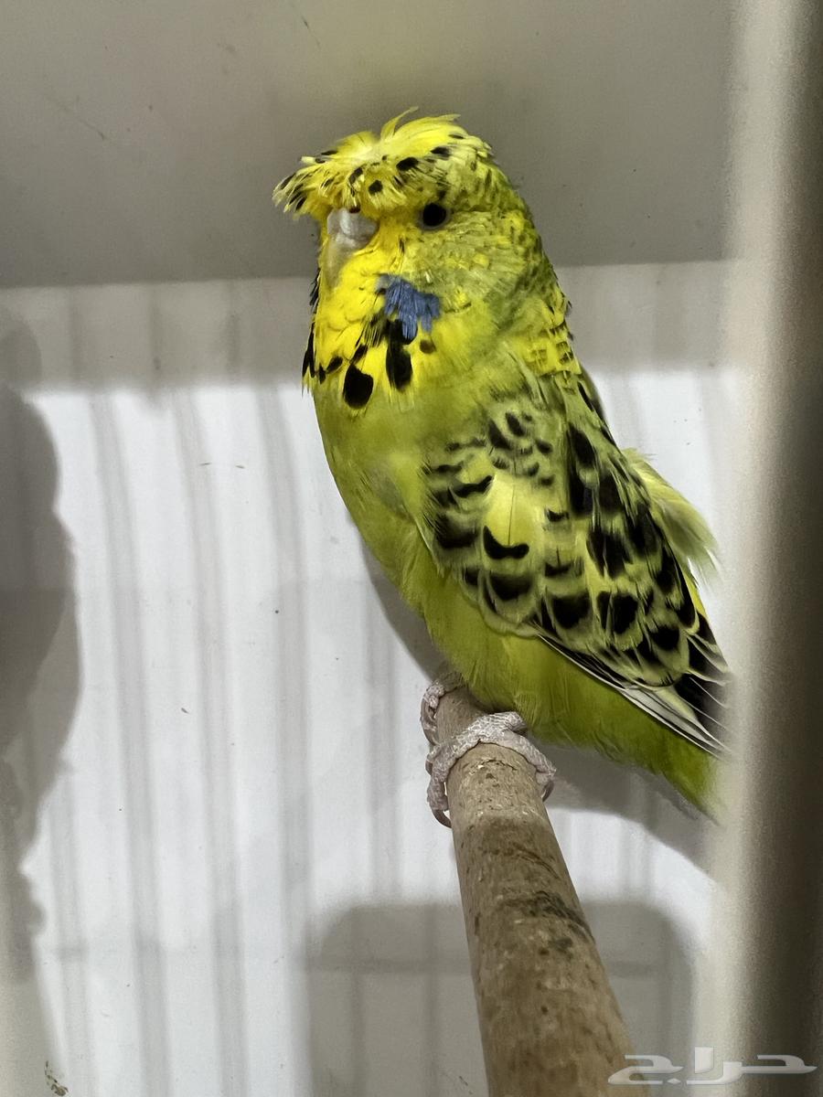 English Crest and Split Crest64221276131201111