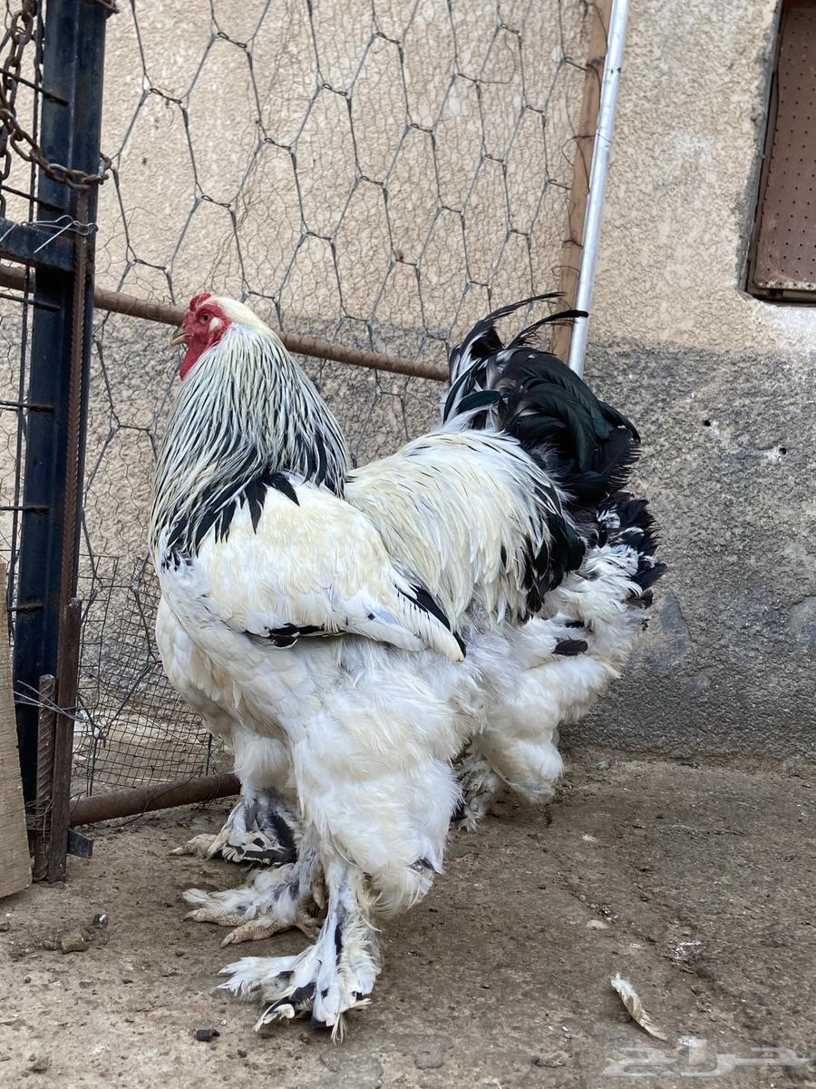 دجاج براهما كونك خوارج64224992050947110