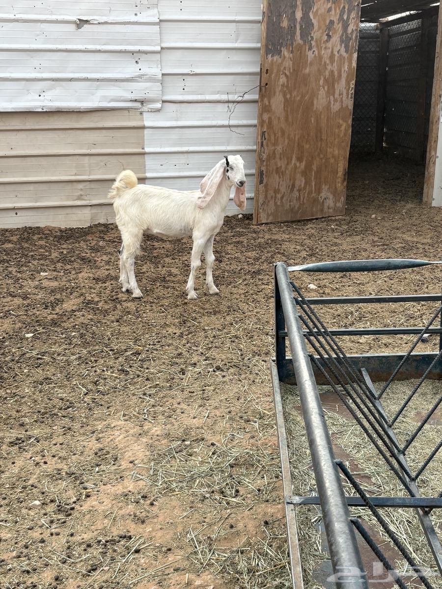 جفره مشروكه مصريه تم البيع تم البيع64223641954433110