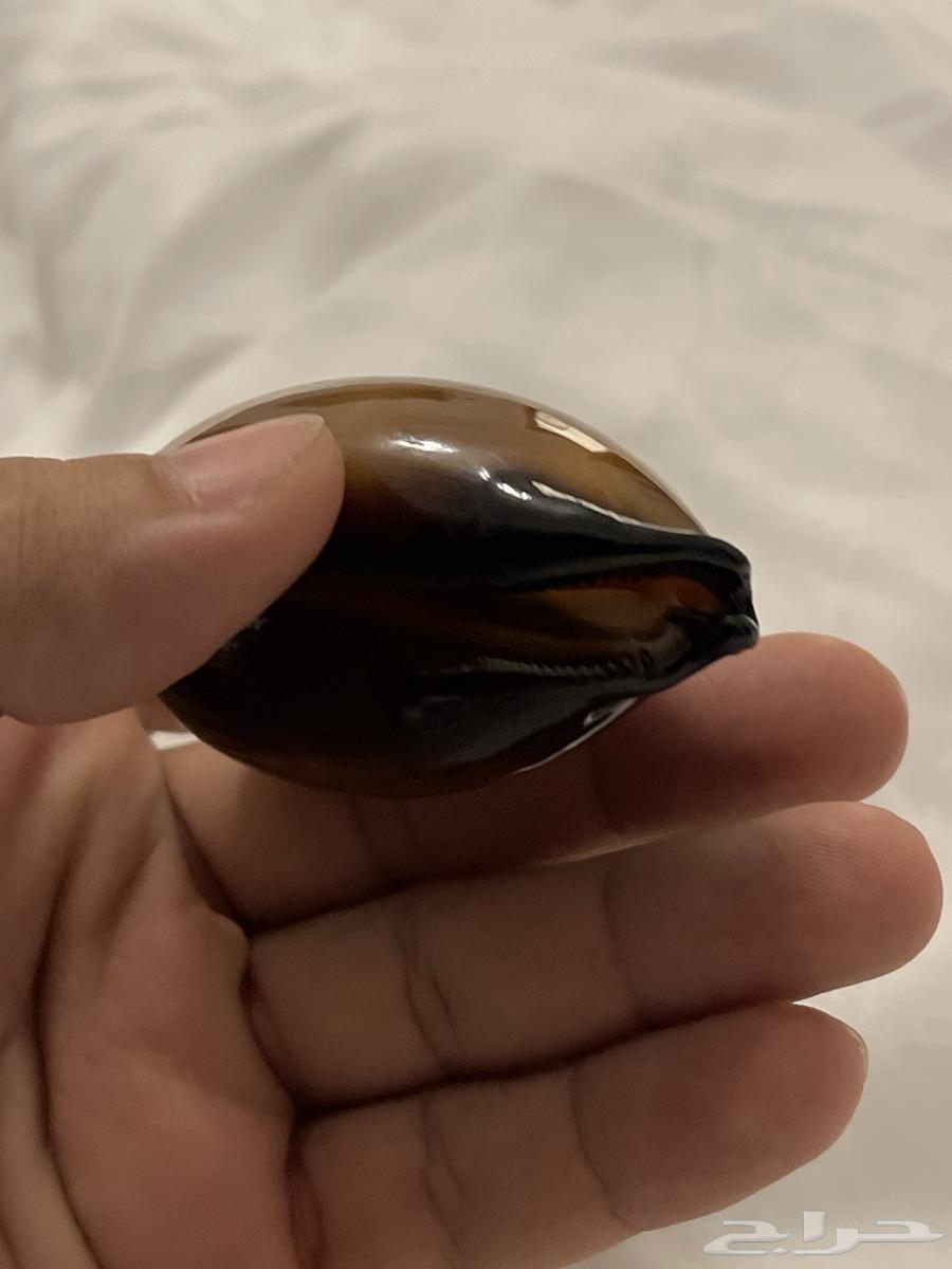 صدفة نادرة جدا64210227637761111