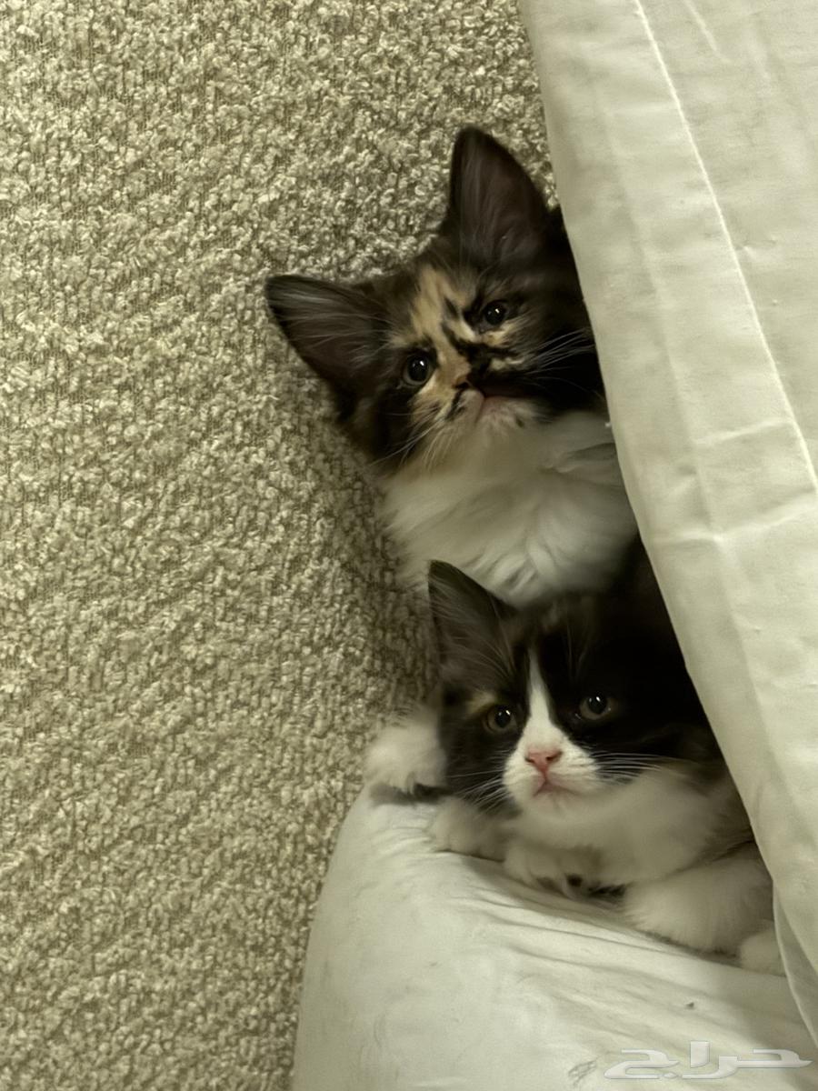 كيتن للبيع64231182161665110