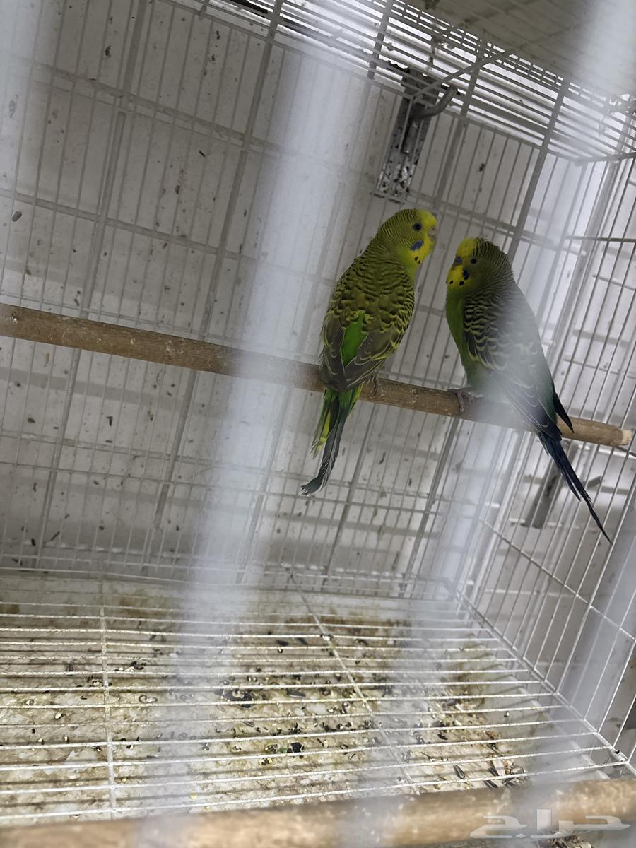 اجواز بادجي جاهزه64226773219586113