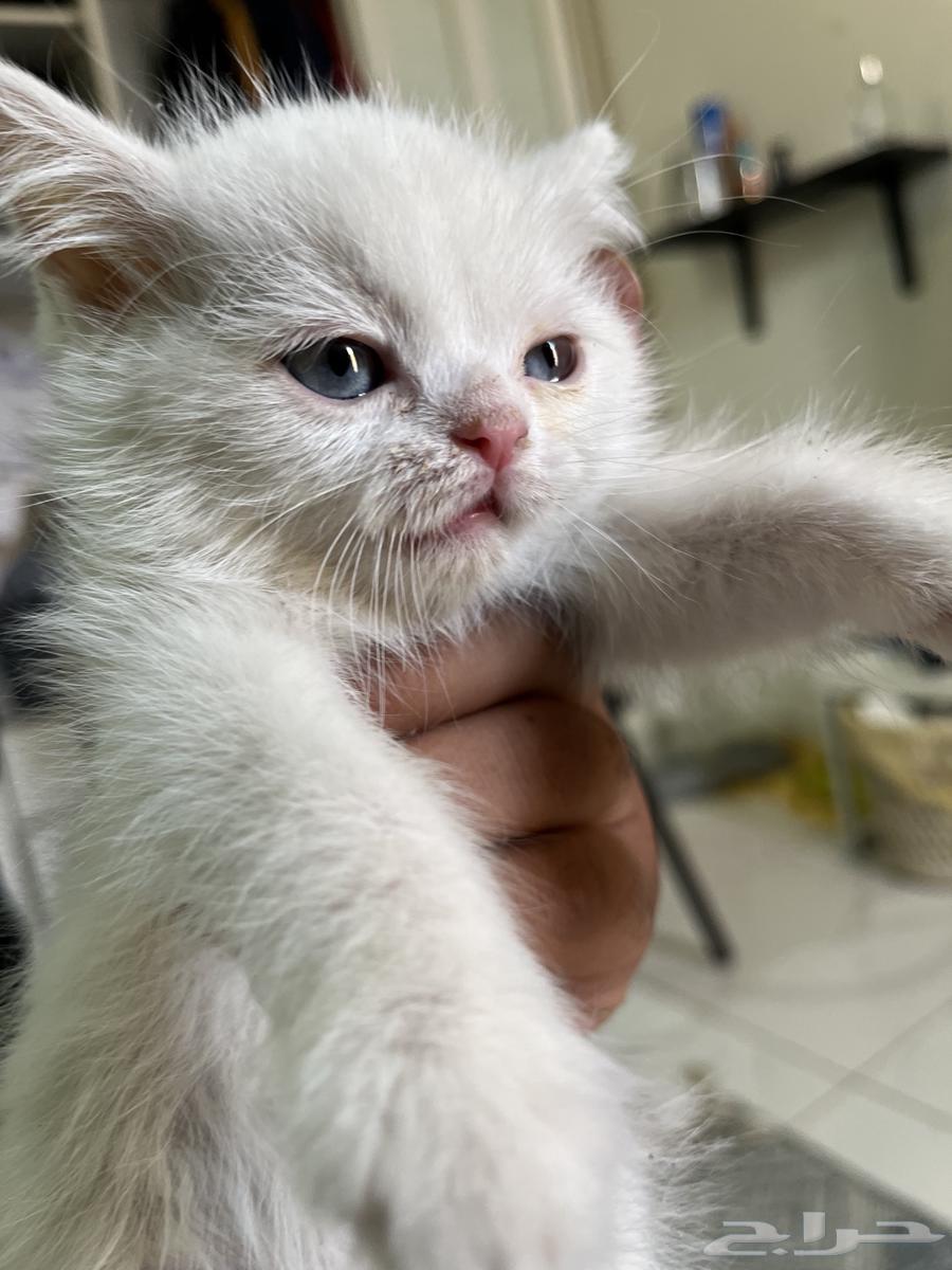 شيرازي تهبل العمر شهرين ب 20064217543542657111