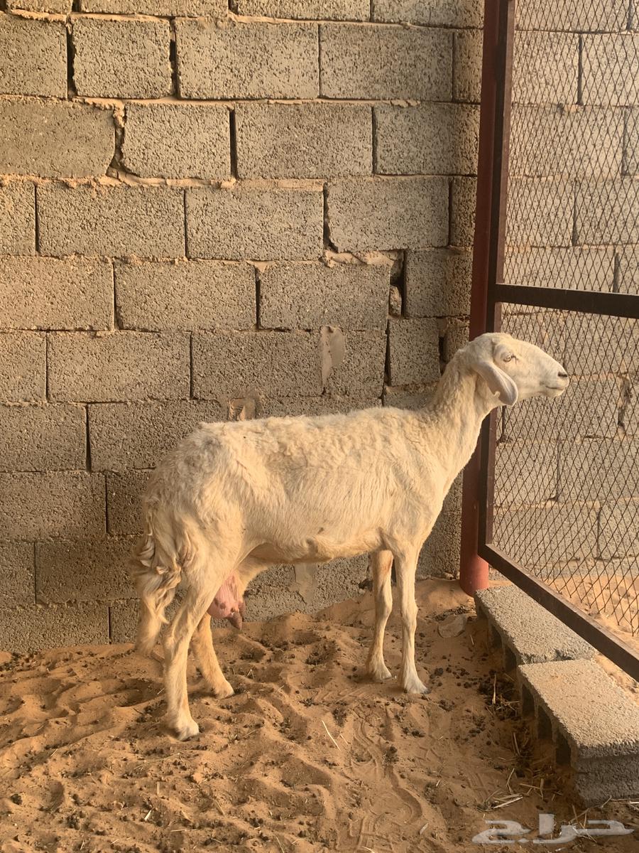 للبيع شاه حري تامة شبب64224108637827111