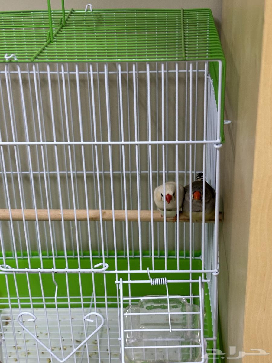 طيور زيبرا64215173857665110