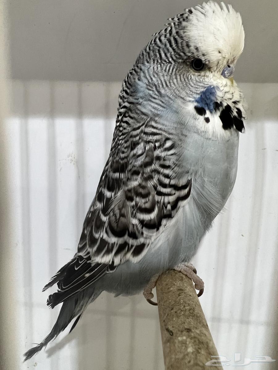 English Crest and Split Crest64221276131201114