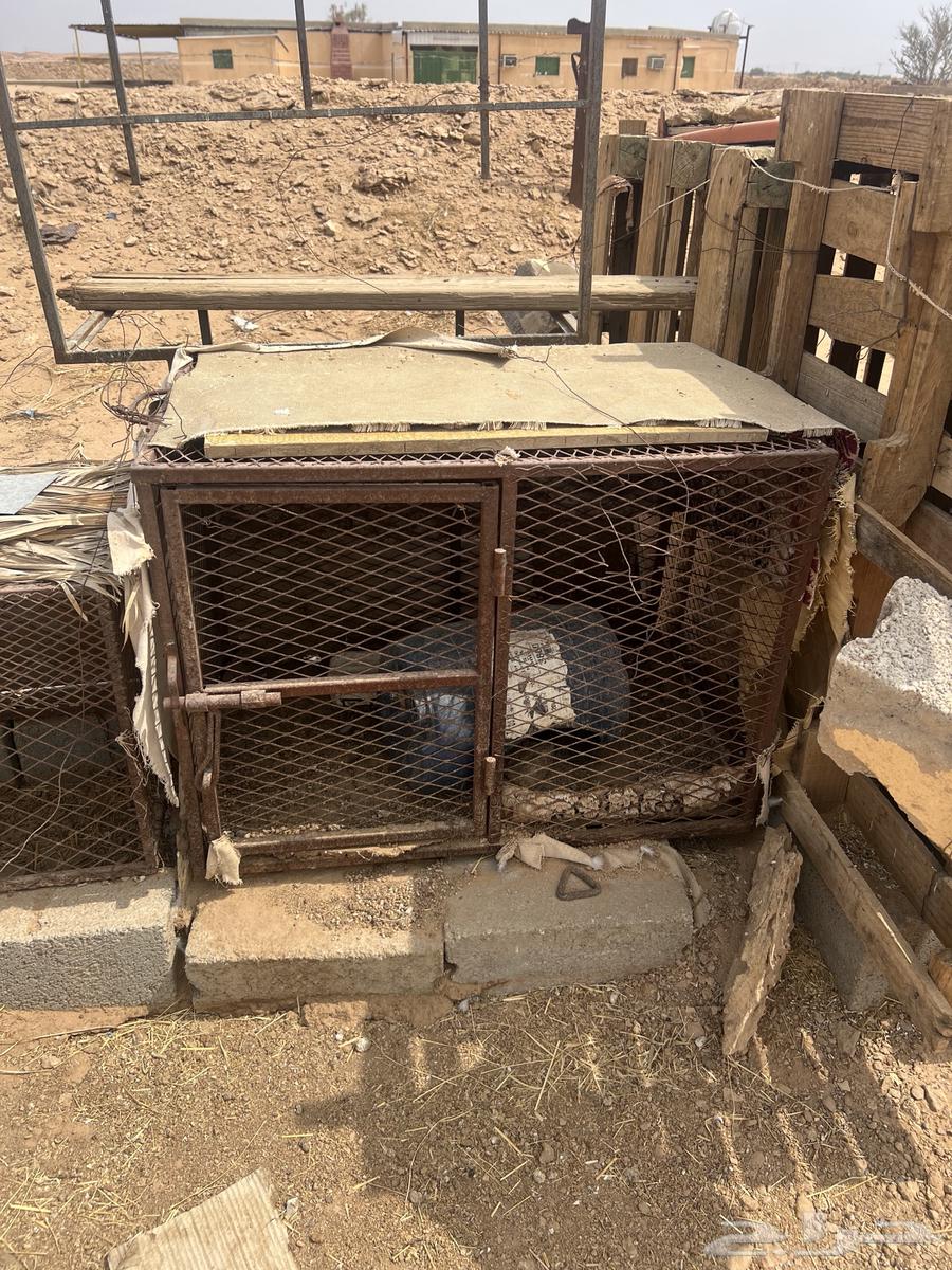 شبوك للبيع العدد 2 موقع الوادي64226186838529110