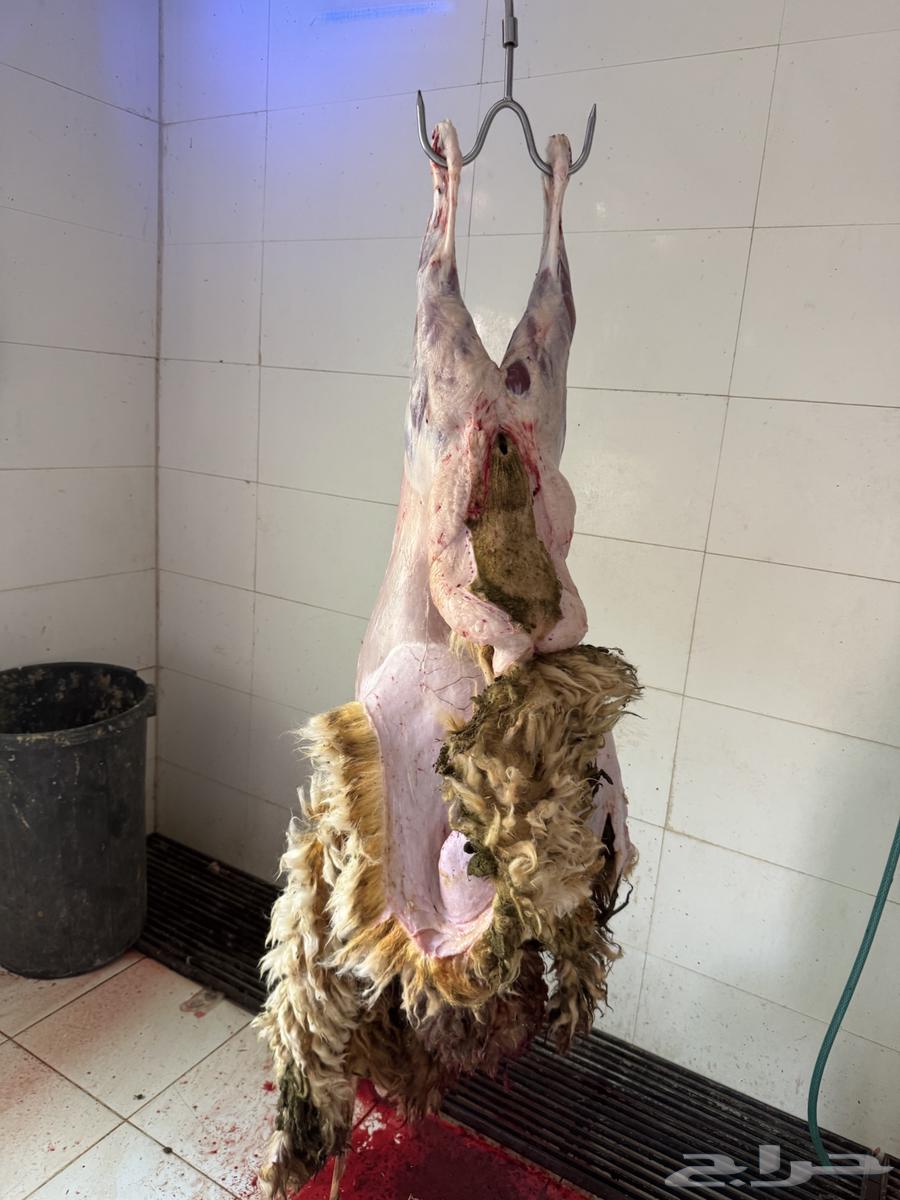 Choose your slaughter animal from (goats, local Najdi sheep, Harri, Najdi)64215859706882111