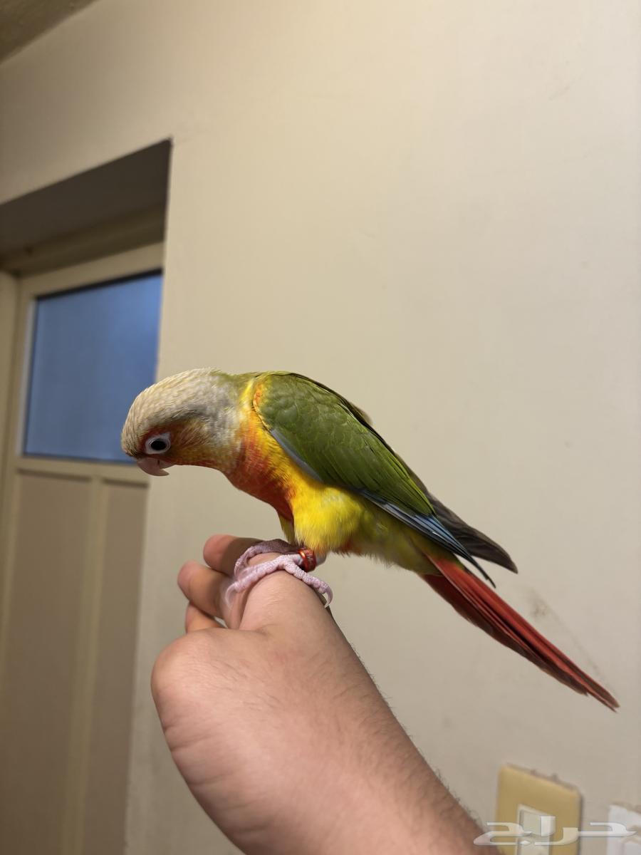 كنيور اليف مفطوم64226569999873111