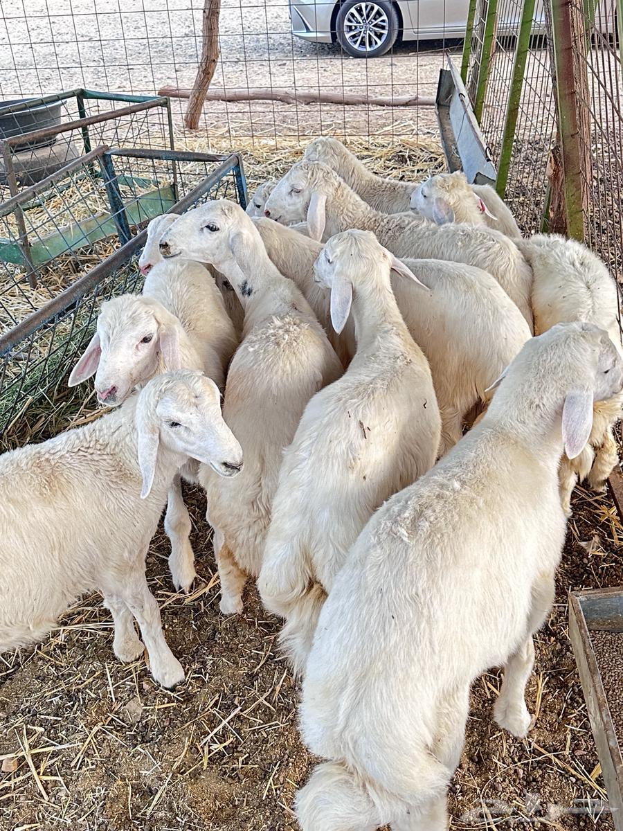 بهم تربية وطليان وتيوس حرية64222319647747114